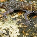 80759_18_6_2025_19_15_15_1_RASHIDSDAYGECKOCNEMASPISRASHIDI.JPG
