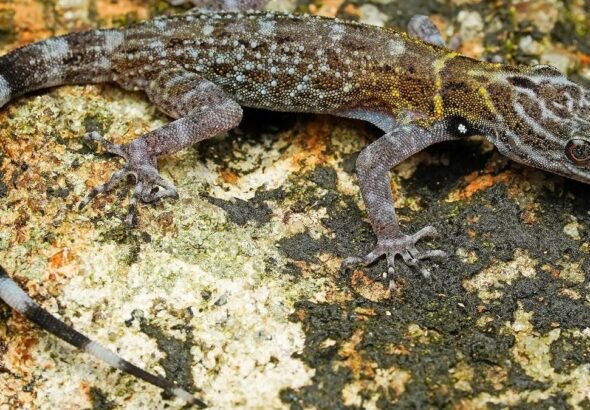 80759_18_6_2025_19_15_15_1_RASHIDSDAYGECKOCNEMASPISRASHIDI.JPG