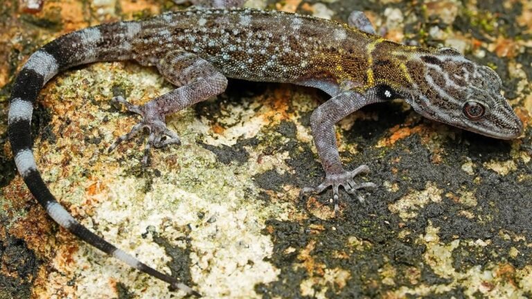80759_18_6_2025_19_15_15_1_RASHIDSDAYGECKOCNEMASPISRASHIDI.JPG