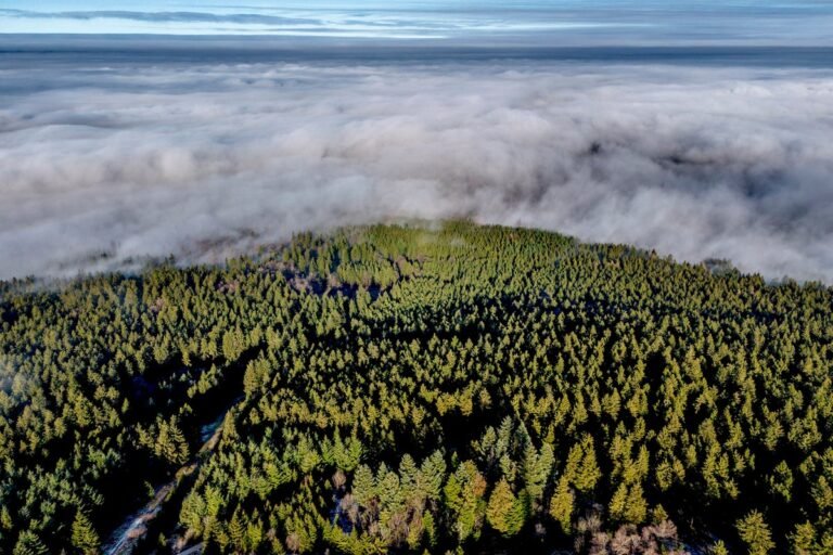 Climate_Doomed_Tree_Planting_96583.jpg