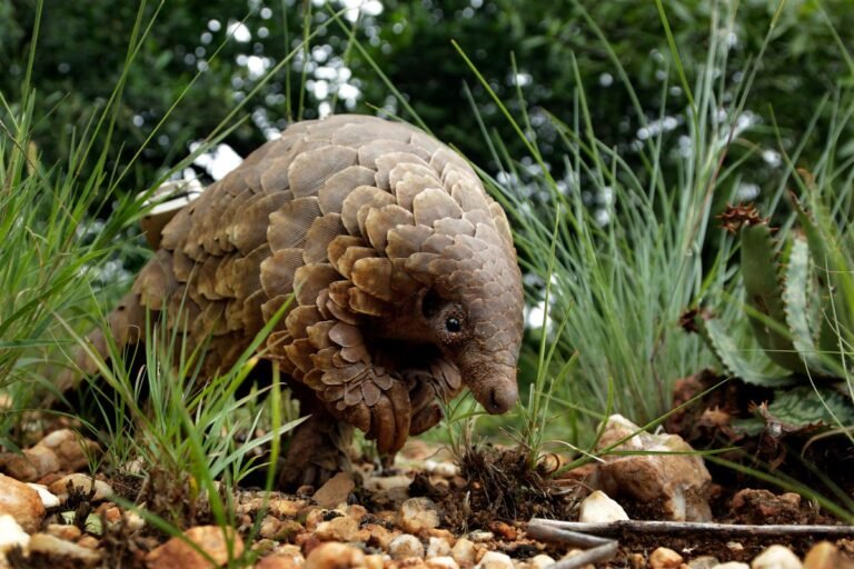 Climate_Pangolin_66101.jpg