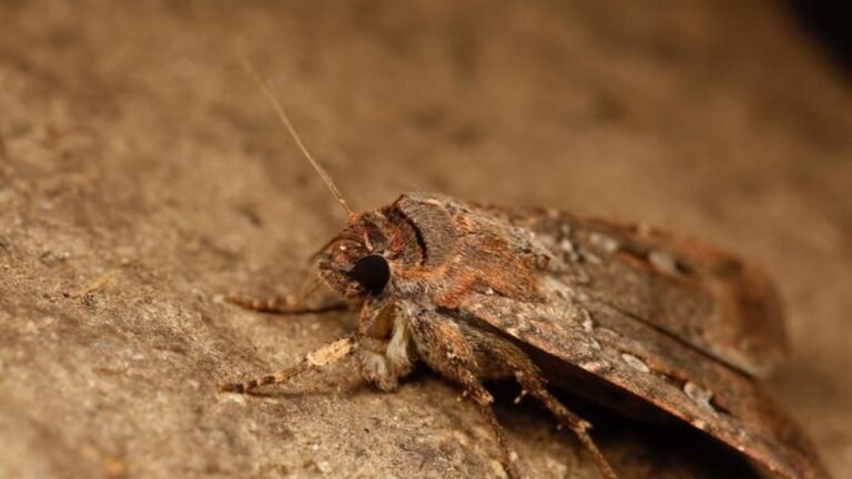 Low-Res_Bogong-moth-1750680677.jpg