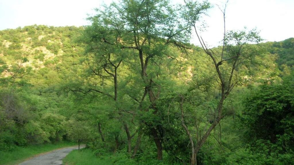 MOUNTAINOUS_REGION_INSIDE_SARISKA.jpg