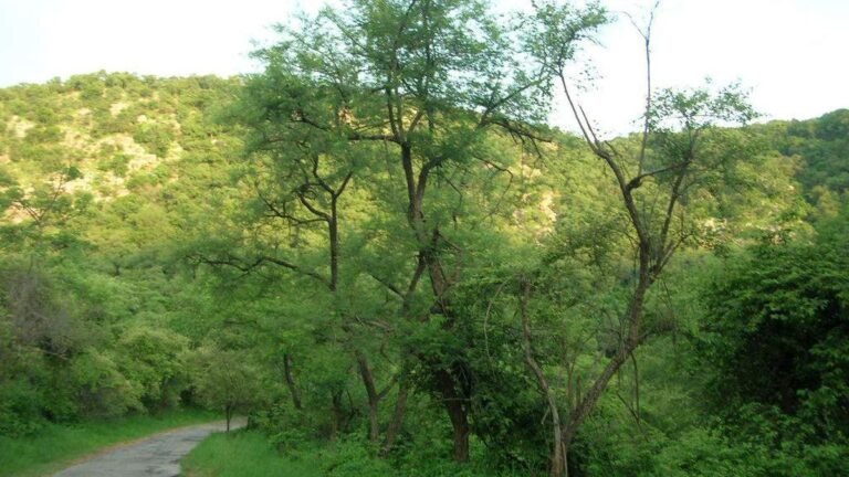 MOUNTAINOUS_REGION_INSIDE_SARISKA.jpg