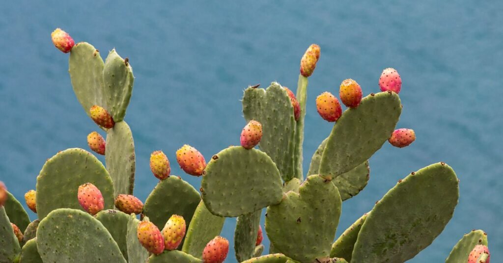 Nopales_Prickly_Pear_Cactus-1200x628-Facebook.jpg