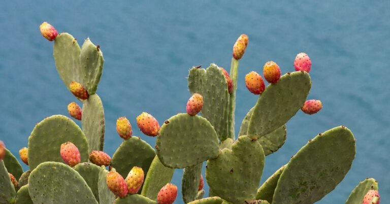 Nopales_Prickly_Pear_Cactus-1200x628-Facebook.jpg
