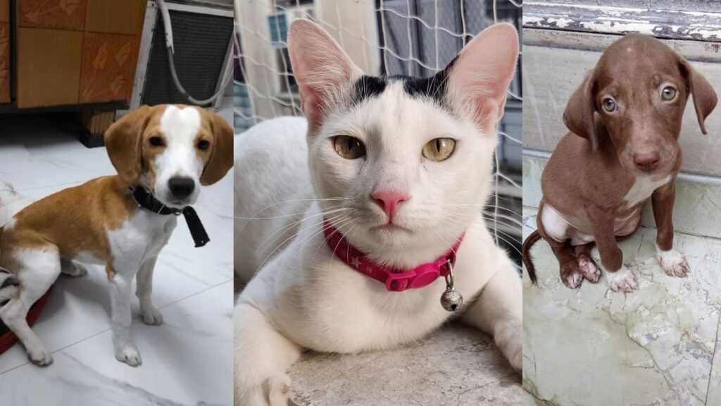 Petcolumn_1750156254553_1750156259021.jpg
