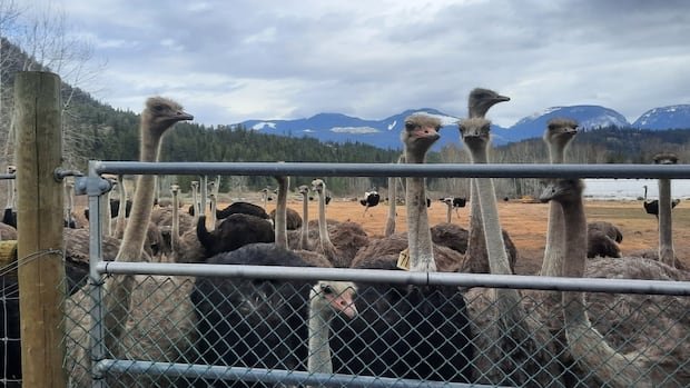 avian-flu-ostrich-20250508.jpg