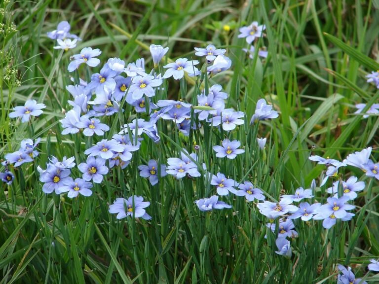 blue-eyed-grass-sisyrinchium-angustifolium.jpg