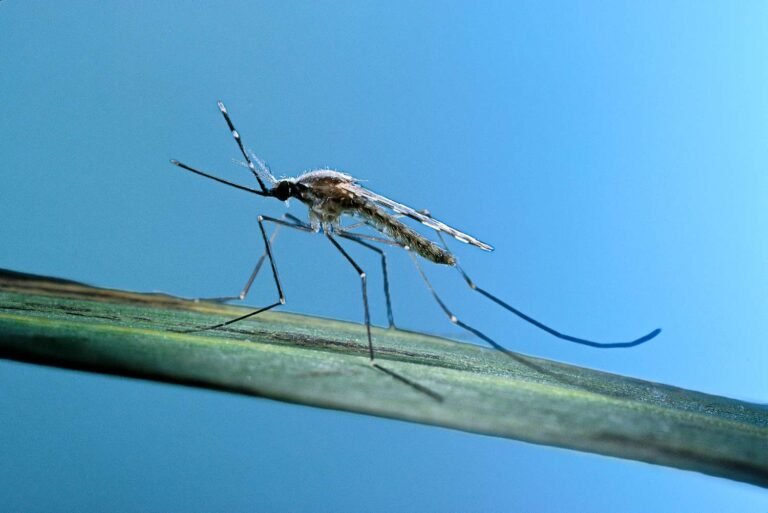 get-rid-of-mosquitoes-GettyImages-522212584-256c4893156442d78212ba4a14e4983e.jpg