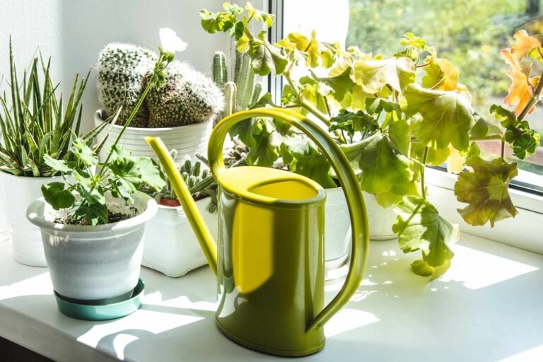 habits-attracting-gnats-inhome-GettyImages-1560719153-267e3658f15f47ebb22581b61f429ab6.jpg