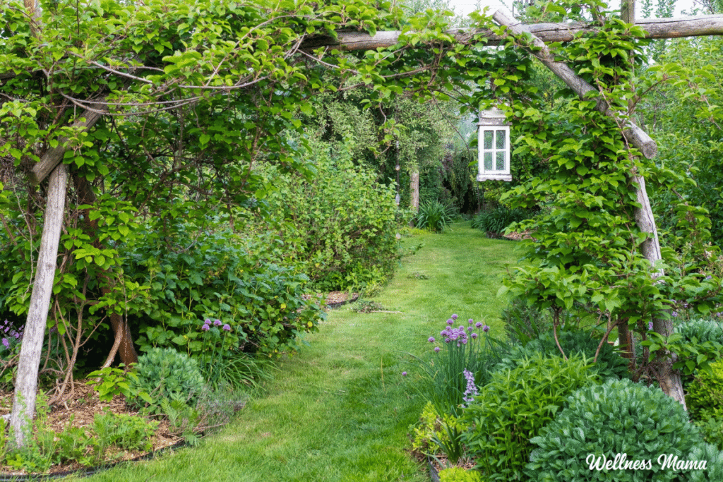 permaculture-yard.png