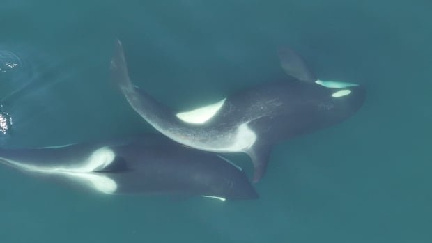 whale-kelp-20250623.jpg